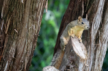 Curious Texas fox squirrel on a cedar limb