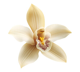 A white flower with a yellow center and red spots