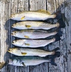Speckled Trout and One Bluefish