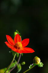 Fototapeta premium red and yellow flower