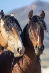 Wild Horses in Springtime in the Utah Desert