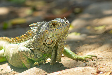 Iguana