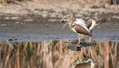 Group Of Ibis