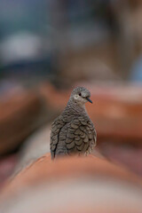 Little bird looking