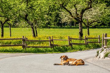 Dog resting on rural road in blooming orchard
