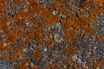 Various types of lichen covering rough rock surface outdoors