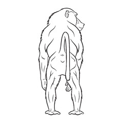 Acute Baboon Sensory Head Features - Baboon vector - Baboon Line art - Baboon Drawing - Vector Lineart of Baboon - Baboon illustration - its prominent auditory defining aspects

