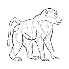 Firm Baboon Durable Structure Aspect - Baboon vector - Baboon Line art - Baboon Drawing - Vector Lineart of Baboon - Baboon icon - its rugged delicate unchanging look

