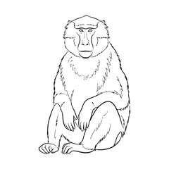 Primary Baboon Defining Attribute Mark - Baboon vector - Baboon Line art - Baboon Drawing - Vector Lineart of Baboon - Baboon illustration - its inherent primary enduring traits

