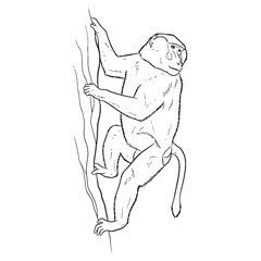 Ultimate Baboon Untamed Spirit Notion - Baboon vector - Baboon Line art - Baboon Drawing - Vector Lineart of Baboon - Baboon illustration - its true inherent wild being


