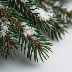 Winter Pine Needles Close-Up on White
