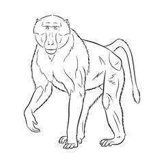 Expansive Baboon Ancient Aura Realm - Baboon vector - Baboon Line art - Baboon Drawing - Vector Lineart of Baboon - Baboon icon - its iconic creature enduring essence

