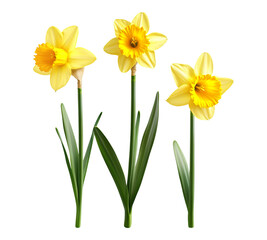 Three yellow flowers with green stems