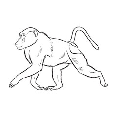 Authentic Baboon True Identity Profile - Baboon vector - Baboon Line art - Baboon Drawing - Vector Lineart of Baboon - Baboon icon - its fundamental social animal spirit

