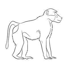 Distinctive Baboon Snout Feature Mark - Baboon vector - Baboon Line art - Baboon Drawing - Vector Lineart of Baboon - Baboon illustration - its unique prominent physical attribute

