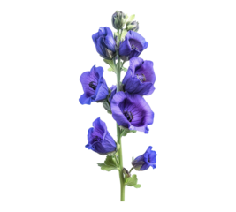 A single purple flower with a stem