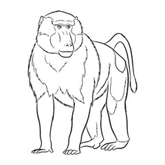 Robust Baboon Being Foundation - Baboon vector - Baboon Line art - Baboon Drawing - Vector Lineart of Baboon - Baboon icon - a timeless formidable natural symbol

