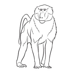 Primate Baboon Wildness Disposition - Baboon vector - Baboon Line art - Baboon Drawing - Vector Lineart of Baboon - Baboon illustration - its fundamental intrinsic untamed power


