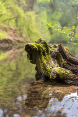 Moss-Covered Tree Stump Reflected in Tranquil Forest Water