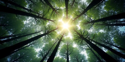 Fototapeta premium Organic Canopy Constellation in Sunlight