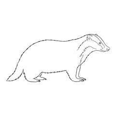 Acute Badger Sensory Head Features - Badger vector - Badger Line art - Badger Drawing - Vector Lineart of Badger - Badger illustration - its prominent auditory defining aspects

