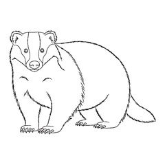 Firm Badger Durable Structure Aspect - Badger vector - Badger Line art - Badger Drawing - Vector Lineart of Badger - Badger icon - its rugged delicate unchanging look

