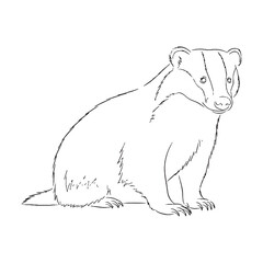 Primary Badger Defining Attribute Mark - Badger vector - Badger Line art - Badger Drawing - Vector Lineart of Badger - Badger illustration - its inherent primary enduring traits

