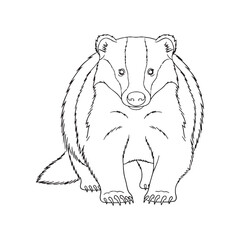 Deep Badger Inherent Nature Core - Badger vector - Badger Line art - Badger Drawing - Vector Lineart of Badger - Badger illustration - its determined unwavering feral character

