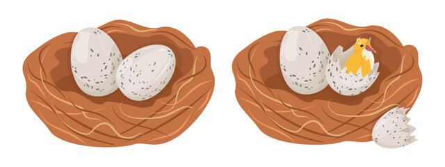 Wild birds nest with eggs. Two isolated variations. Vector texture pattern bird offspring in spring.  Small yellow chick and light colored egg in bird nest. Fragile mottled eggs and broken shell. 