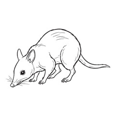 Absolute Bandicoot True Identity Nature - Bandicoot vector - Bandicoot Line art - Bandicoot Drawing - Vector Lineart of Bandicoot - Bandicoot icon - its fundamental ground-dwelling spirit


