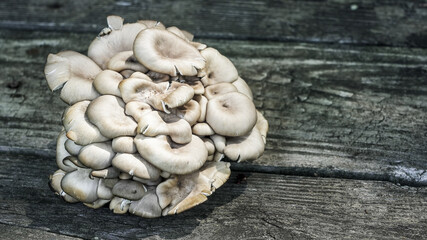 Cluster of fresh mushrooms on rustic wooden surface