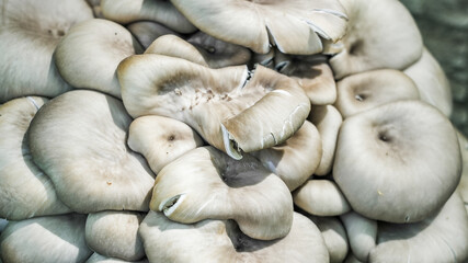 Close up from clusters of oyster mushrooms during an overcast day.