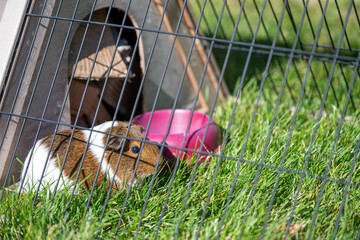 selective focus on grass near a Guinea pig in an outdoor cage with grass, a water bowl, and shelter.