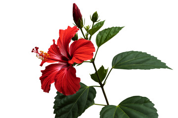 red hibiscus bright flower, and leaves isolated on white background