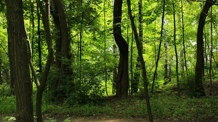 green park in summer Kharkiv