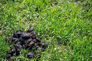 Selective focus on horse manure in a pasture