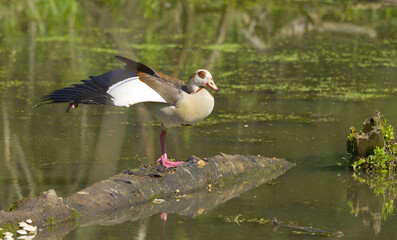 Egyptian goose on a tree trunk in a pond, Egyptian goose with outstretched leg and wing, Alopochen aegyptiaca with outstretched wing, duckweed on the pond