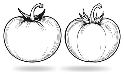 Hand Drawn Tomato Line Art Illustration  Vintage Black and White Vector