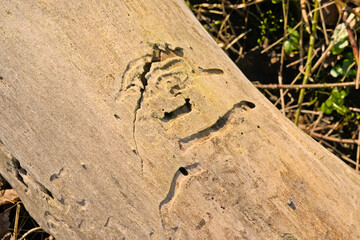 Patterns created by a bark beetle in the wood of a fallen tree trunk 
