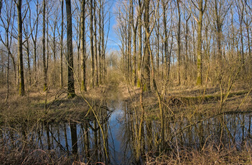 creek in a sunny bare winter forest with reflections of trees in the water in Vinderhoutse bossen nature reserve, Flanders, Belgium 