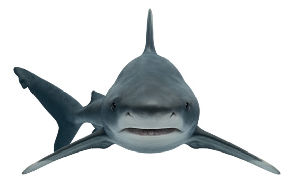 Oceanic whitetip shark with long, rounded fins and distinctive white tips