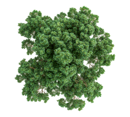 A tree with green leaves is shown in a white background