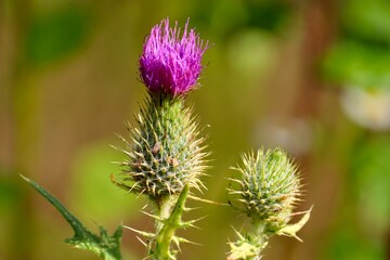 Distel mit Blüte in pink