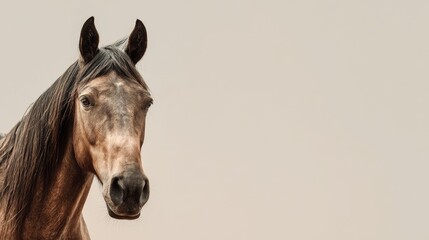 horse brown color on beige background, copy space