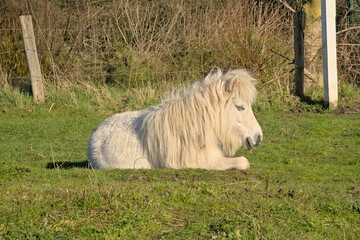 White pony laying in a meadow on a sunny day in Vinberhoutse bossen nature reserve, Flanders...