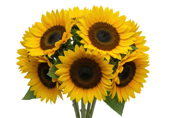 Fototapeta premium A vibrant bouquet of large golden-yellow sunflowers with dark brown seed centers and deep green leaves, tightly arranged as a standalone against a transparent, isolated studio background, natural