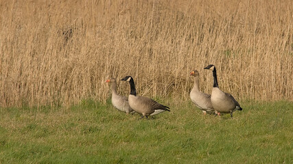  Two couples of greylag and canada geese walking in the marsh in Bourgoyen nature reserve , Ghent, Belgium  © Kristof Lauwers