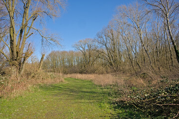  Sunny marsh landscape with golden reed and bare winter trees in Bourgoyen nature reserve, Ghent, Flanders, Belgium 