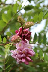 Beautiful pink flowers and green leaves on an acacia tree