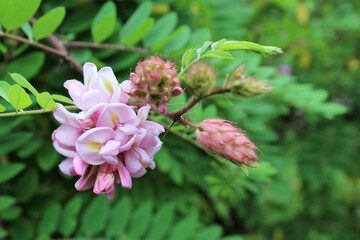 Obraz premium Pink acacia blossom on tree branches and green leaves